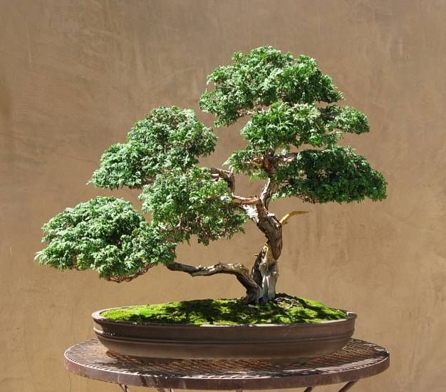 ¿Cómo es un Bonsai Moyogi?